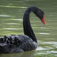 Cygne noir