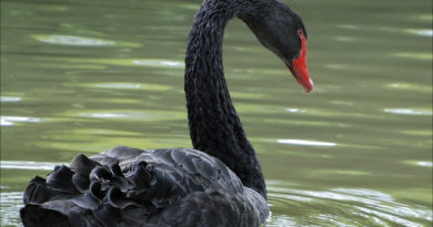 Cygne noir